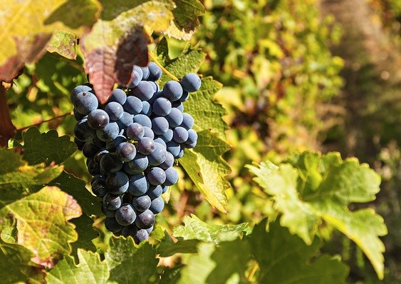 Different wines, different regions, different grapes - it can be hard to keep track of your favorite varieties!