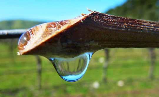 Grapevines "weep" or "bleed" sap when spring is coming. Photo courtesy of Pegasus Bay.
