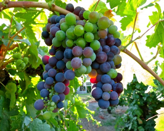 When grapes begin to take on their color, it's called veraison. Photo courtesy of Lodi Wine.