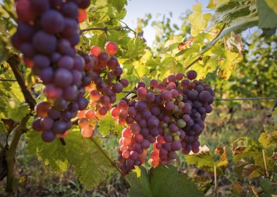Pinot Gris/Grigio gets its name from the fact that the berries are a gray-ish pink.