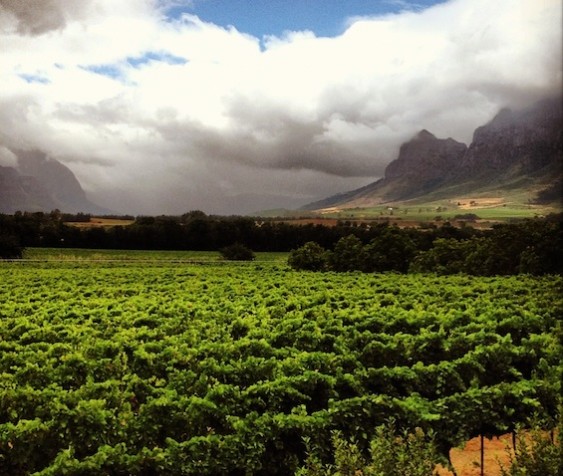 Pinotage has become South Africa's signature grape variety.