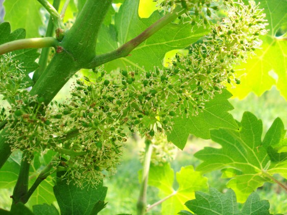 Did you know grapevines actually flower? Photo courtesy of Rominger West Winery.