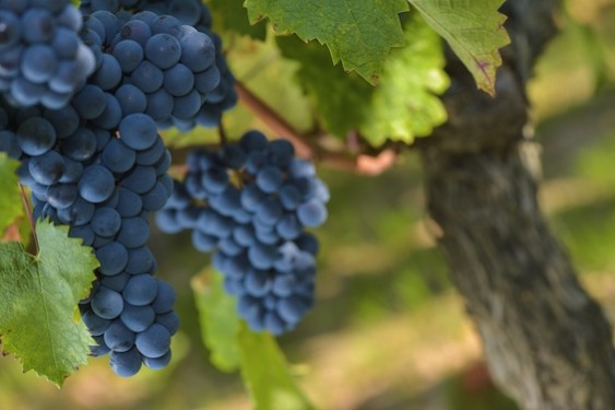 Almost half the grapes grown in Napa are Cabernet Sauvignon.