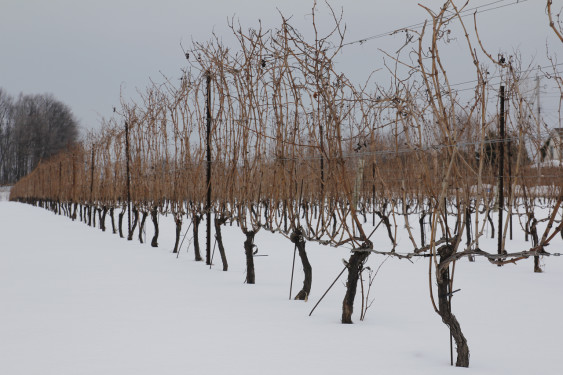 In winter, grapevines go into dormancy to conserve their energy for the following spring's growing cycle. Photo courtesy of WineDiscovery.ca.