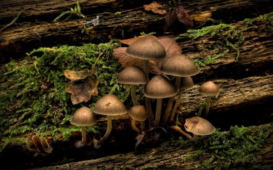 mushrooms-on-mossy-tree-photography-hd-wallpaper-1920x1200-1789