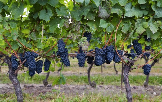 Once an important part of red Bordeaux blends, carmenere was thought to have gone extinct after phylloxera.