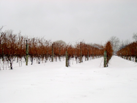 Try the famous ice wines from Ontario's Niagara Peninsula. Photo credit: Daniel Hatfield.