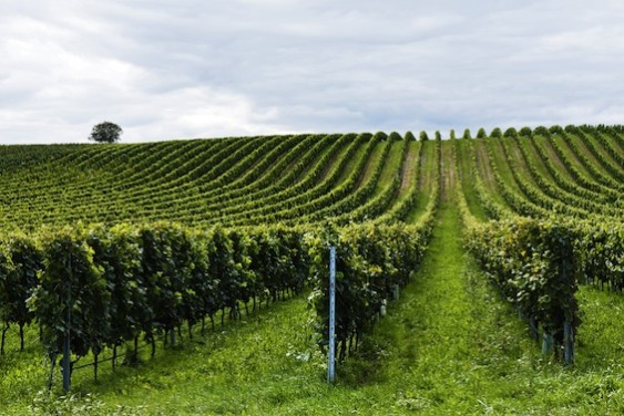 The number of vines per acres varies, but here are some figures to think about. Photo credit: Shutterstock.