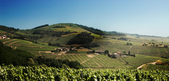 Beaujolais is just south of Burgundy, but its wines are quite different. Photo source: Vins de Beaujolais.