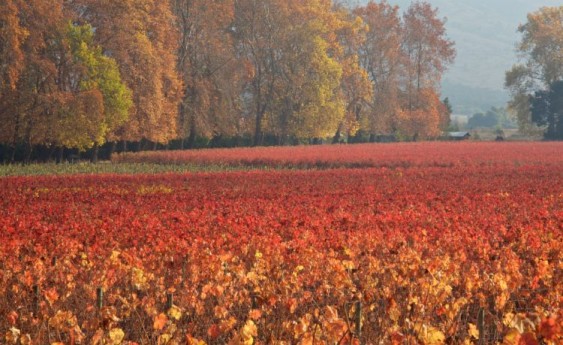 Around harvest time, carmenere vineyards turn scarlet.