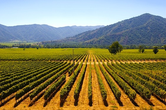 The history of wine in Napa dates back to 1838.