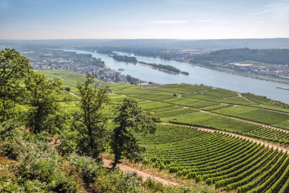 Wines from specific regions like the Rheingau are painstakingly categorized.