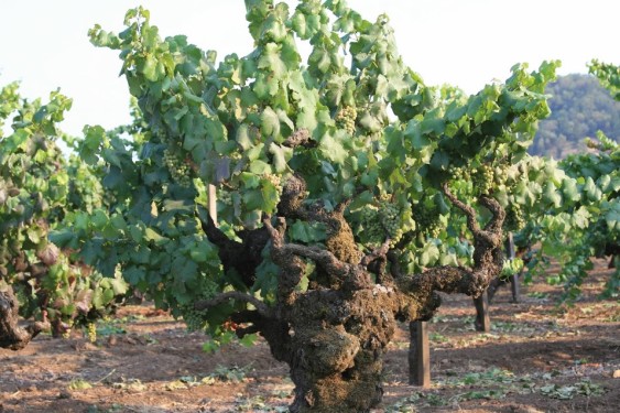 Old vines that haven't been trained, with free-growing cordons. Image source: WSU.
