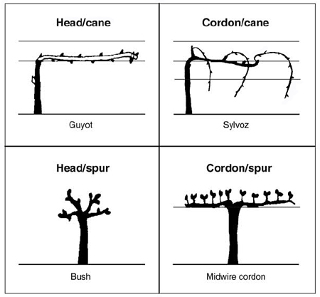 Common vine training systems.