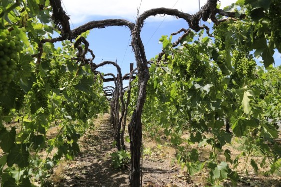 These vines have been trained like "curtains" to reduce the shade and help the grapes ripen. Image source: WSU.