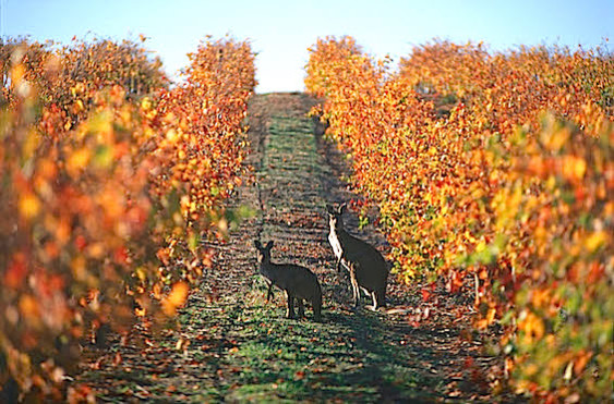 Keep the 'roos away from the grapes! Image source: Drink Me Mag.