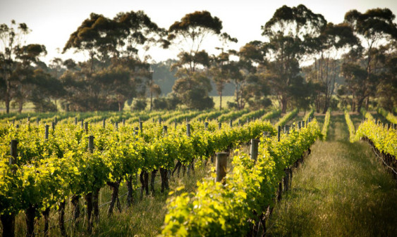 Western Australia's Margaret River produces phenomenal red wines from predominantly clay soils.