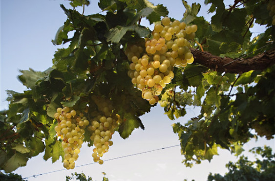 Argentina's other flagship wine, Torrontés, is a white variety. Photo source: Wines of Argentina.