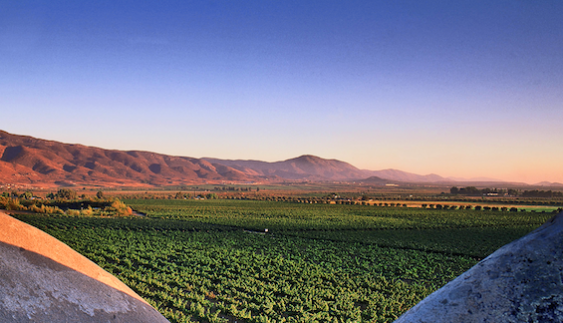 The vineyards at Monte Xanic in Baja California.