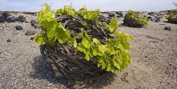 Assyrtiko vines cultivated in a typical "basket" style on Santorini.