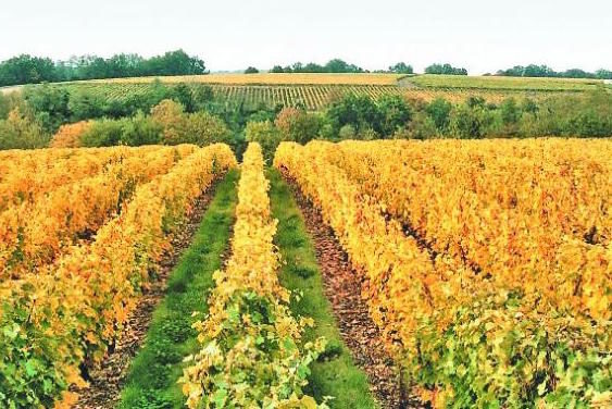 The Chenin Blanc vineyards of Sylvain in Vouvray.