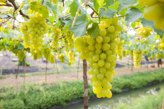 There are so many white grape varieties out there just waiting to be tasted.